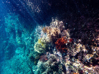 Cliff reef under the sea in Myanmar