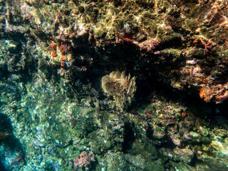 Cliff reef under the sea in Myanmar