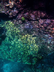 Cliff reef under the sea in Myanmar