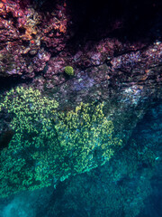 Cliff reef under the sea in Myanmar