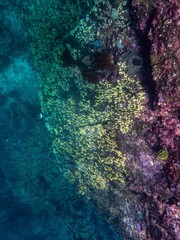 Cliff reef under the sea in Myanmar