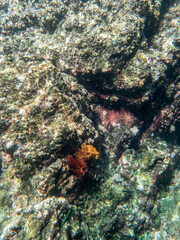 Cliff reef under the sea in Myanmar