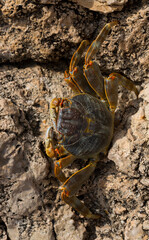 Grapsus albolineatus is a species of decapod crustacean in the family Grapsidae. Crab, on a reef rock. Fauna of the Sinai Peninsula.