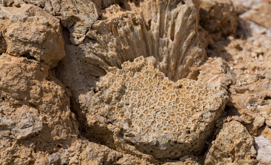 Fossil corals of the Red Sea. Ancient creatures, turned into stone. Reef corals.