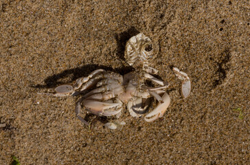 Liocarcinus depurator (Portunus plicatus), sometimes called the harbour crab, or sandy swimming crab. The fauna of the Black Sea. Dead animals.