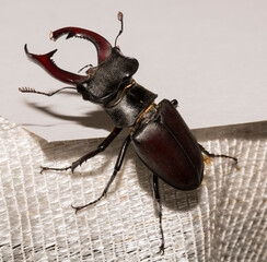 Lucanus cervus is the best-known species of stag beetle (family Lucanidae) in Western Europe. The imago is a male insect.