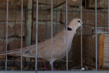 The African collared dove (Streptopelia roseogrisea). Keeping in captivity. A pet.