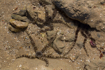 Ophiocoma scolopendrina in its natural habitat. African fauna of the Red Sea.