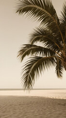 palm tree on the beach