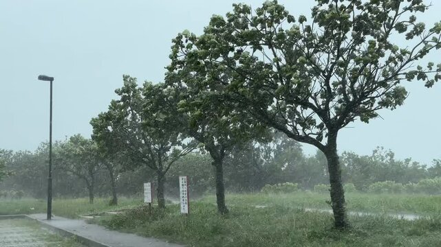 Outer Rain Bands Of Hurricane Strong Wind And Squally Rain - Khanun