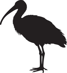 Ibis Silhouette