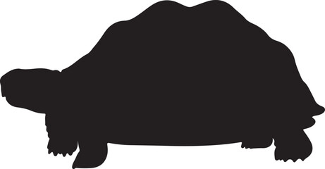 Indian Star Tortoise Silhouette with Distinct Shell