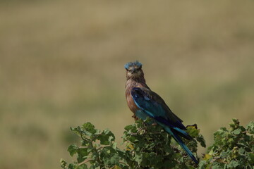 Beautiful Birds in Sri Lanka 