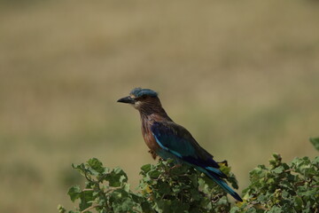 Beautiful Birds in Sri Lanka 