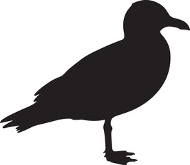 Pacific Gull Silhouette