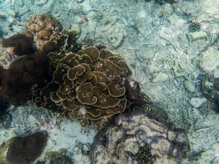 Coral reef under the Myanmar sea