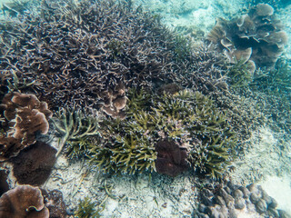 Coral reef under the Myanmar sea