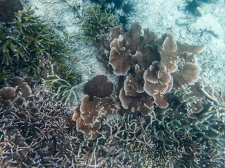 Coral reef under the Myanmar sea