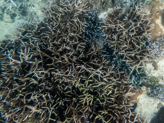 Coral reef under the Myanmar sea