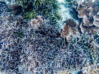 Coral reef under the Myanmar sea
