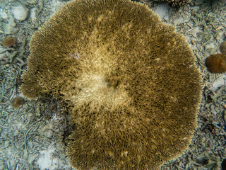 Coral reef under the Myanmar sea