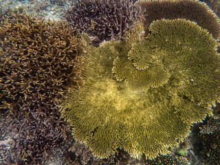 Coral reef under the Myanmar sea