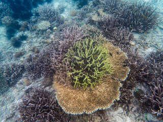 Coral reef under the Myanmar sea