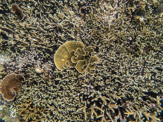 Coral reef under the Myanmar sea