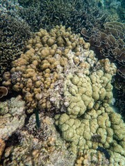 Coral reef under the Myanmar sea