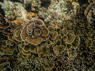Coral reef under the Myanmar sea