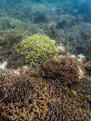 Coral reef under the Myanmar sea