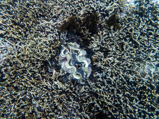 Coral reef under the Myanmar sea