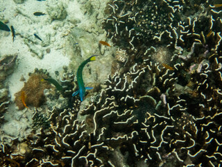 Coral reef under the Myanmar sea