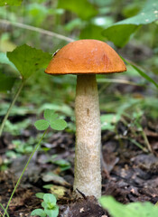 Red-capped Aspen scaber stalk mushroom or aspen bolete Leccinum aurantiacum growing in forest.