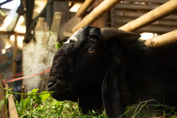 Side view of a black-haired male goat in a pen eating in a trough