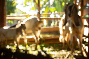 blurred concept photo of goats in a pen with reflection of morning sunlight