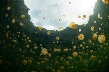 A massive swarm of Golden jellyfish, Mastigias sp., swims in a marine lake near Misool, Raja Ampat, Indonesia. These jellyfish have extremely weak stinging cells and are safe to swim amongst.  © ead72