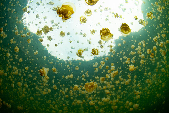 A massive swarm of Golden jellyfish, Mastigias sp., swims in a marine lake near Misool, Raja Ampat, Indonesia. These jellyfish have extremely weak stinging cells and are safe to swim amongst. 