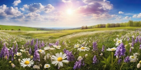 Fototapeta premium Spring landscape panorama with flowering flowers on meadow. white chamomile and purple bluebells blossom on field