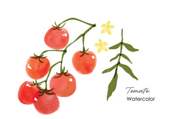 Obraz premium Set of red tomatoes watercolor. Fresh tomatoes, watercolor painting illustration. Watercolor red cherry tomatoes with flower and leaves