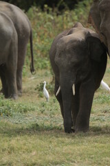Fototapeta premium Beautiful Tuskers and Elephants in Kaudulla National Park, Sri Lanka 