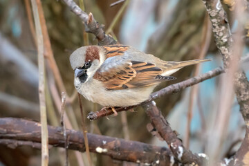 sparrow on a branch