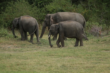 Obraz premium Beautiful Tuskers and Elephants in Kaudulla National Park, Sri Lanka 