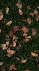 Autumn Leaves Fallen on Green Grass Background