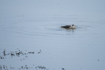 A common greenshank or sandpiper in a dynamic landing or take off pose.