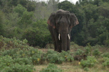 Obraz premium Beautiful Tuskers and Elephants in Kaudulla National Park, Sri Lanka 