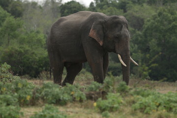 Fototapeta premium Beautiful Tuskers and Elephants in Kaudulla National Park, Sri Lanka 