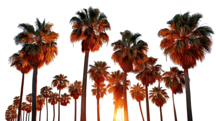 Tropical palm trees sway in the summer wind against a clear blue sky