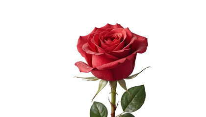 Beautiful red rose flower blossom blooming on black background photography on transparent background