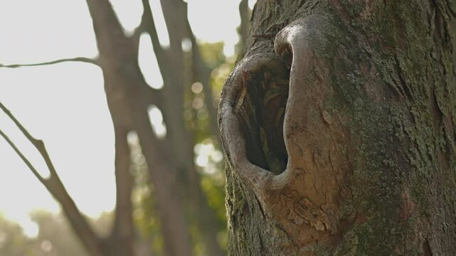 吠えているような大木
